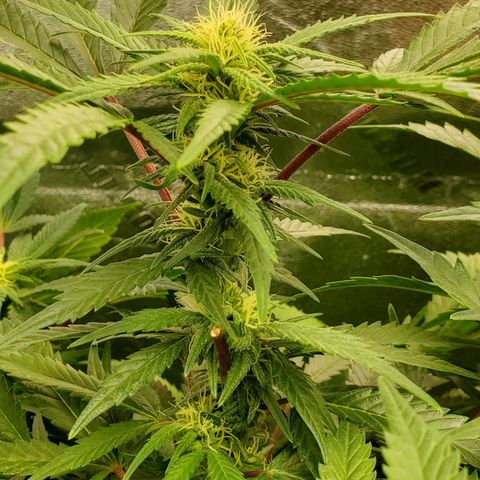 DF2 growlog timeline photo