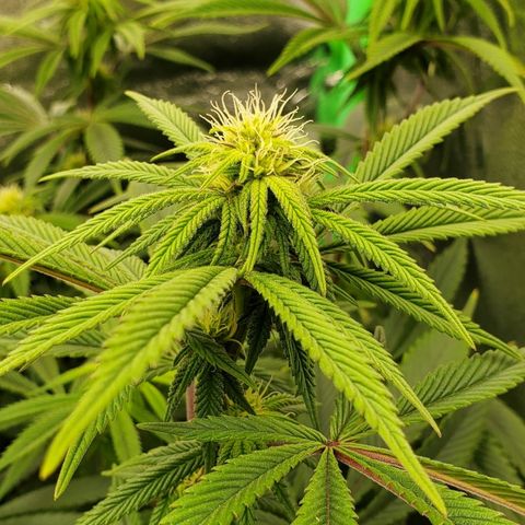 GSC1 growlog timeline photo