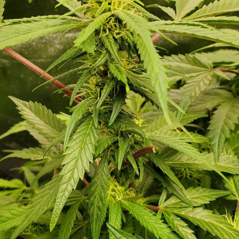DF2 growlog timeline photo