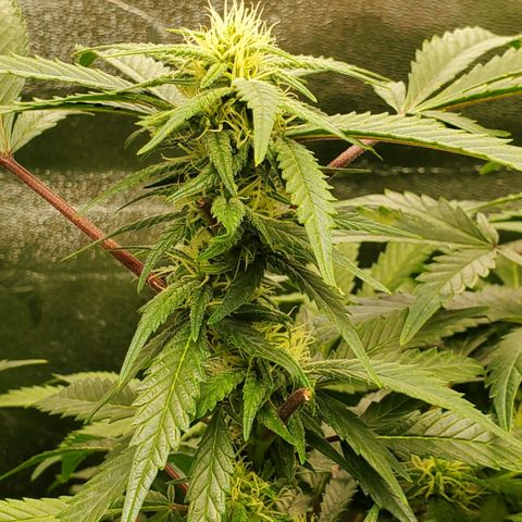 DF2 growlog timeline photo