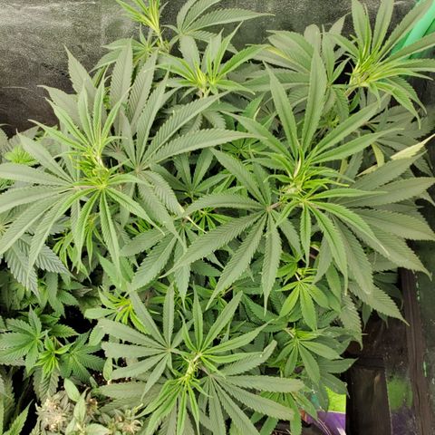 COS1 growlog timeline photo