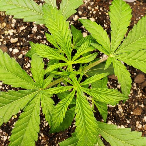 GCAuto2 growlog timeline photo