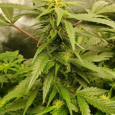DF2 growlog timeline photo