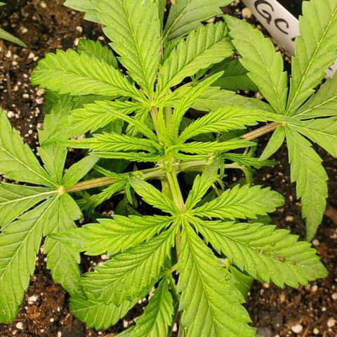 GCAuto2 growlog timeline photo