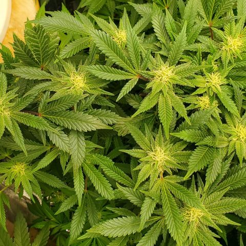 DF1 growlog timeline photo