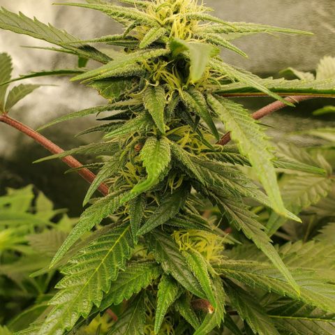 DF2 growlog timeline photo
