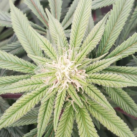 GSC1 growlog timeline photo