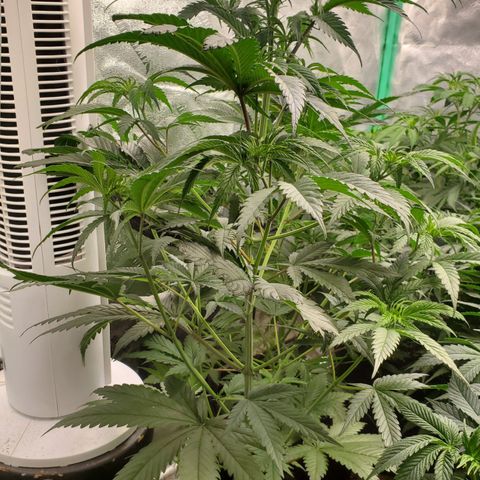 SCS1 growlog timeline photo