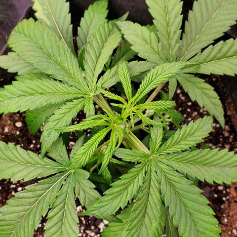 GCAuto2 growlog timeline photo