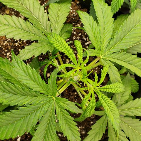 GCAuto2 growlog timeline photo
