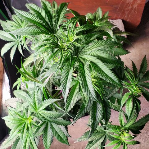 SCS1 growlog timeline photo
