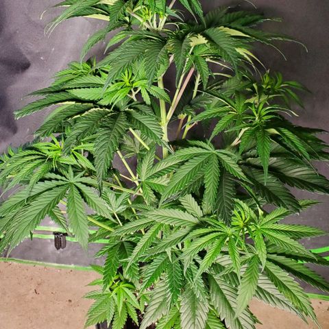 SCS1 growlog timeline photo