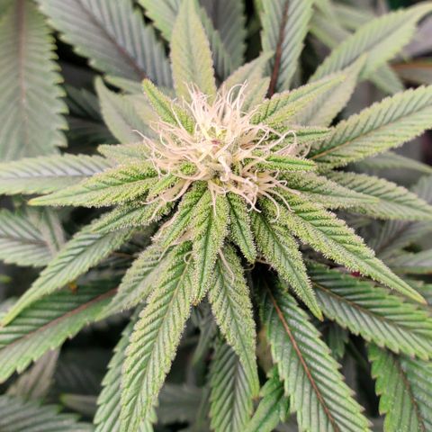 GSC1 growlog timeline photo