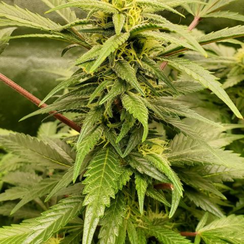 DF2 growlog timeline photo