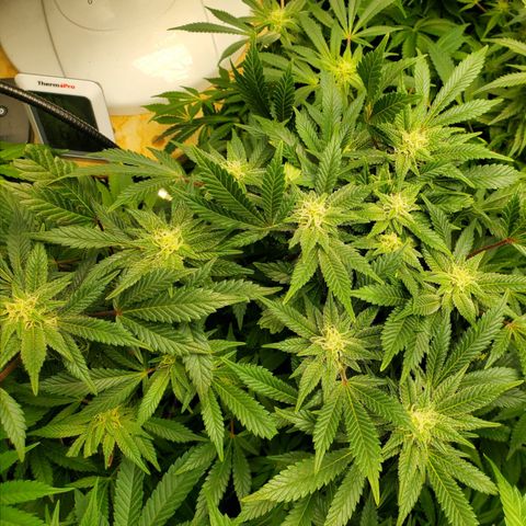 DF1 growlog timeline photo