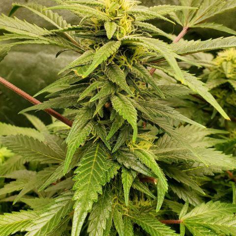 DF2 growlog timeline photo
