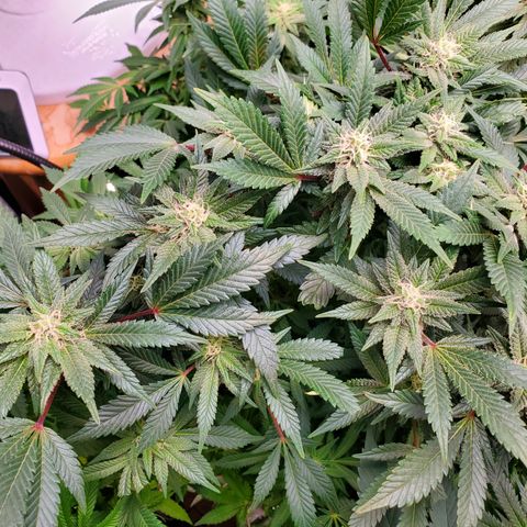 DF1 growlog timeline photo