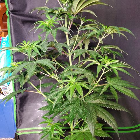 SCS1 growlog timeline photo