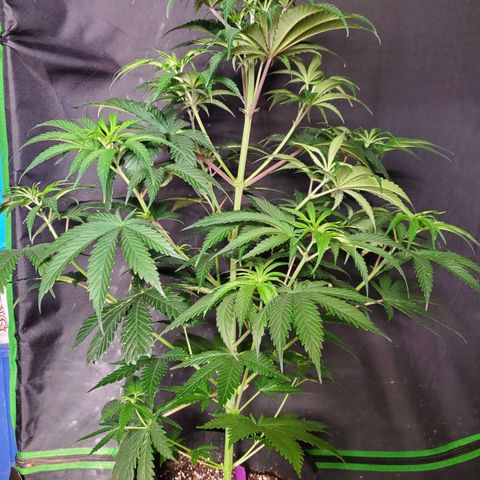 SCS1 growlog timeline photo