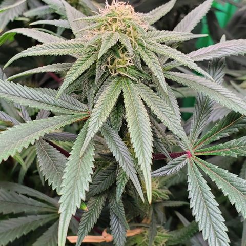 GSC1 growlog photo: Pollinated branch