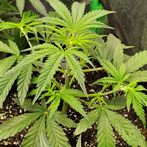 GCAuto2 growlog timeline photo