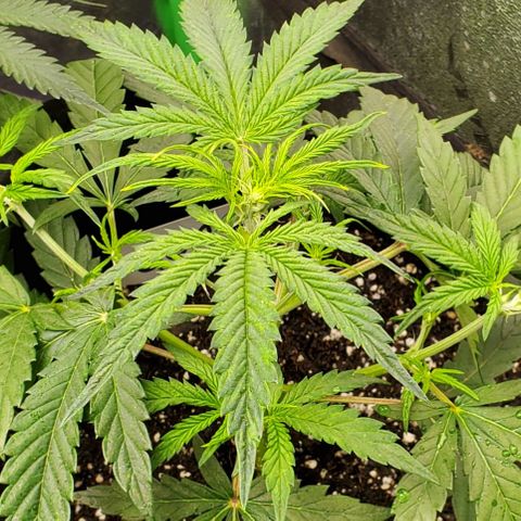 GCAuto2 growlog timeline photo
