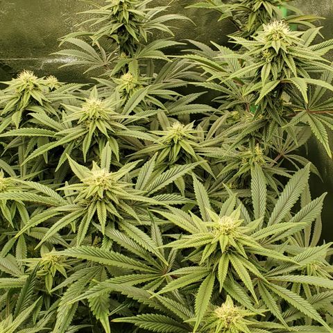 GSC1 growlog timeline photo