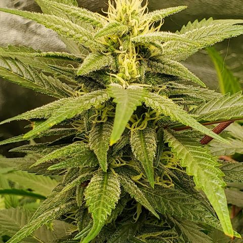 DF2 growlog timeline photo