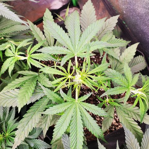 GCAuto2 growlog timeline photo