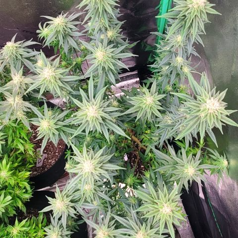 GSC1 growlog timeline photo