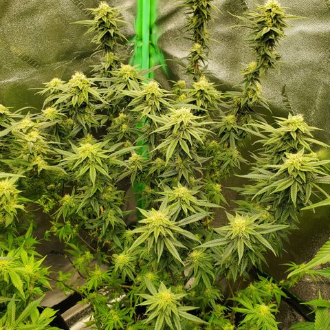GSC1 growlog timeline photo