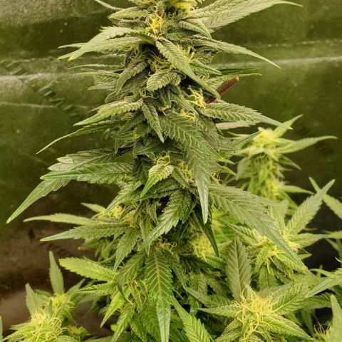 DF2 growlog timeline photo