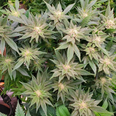 DF1 growlog timeline photo