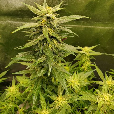 DF2 growlog timeline photo
