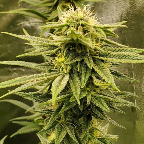GSC1 growlog photo: Seed pods from APF pollen on close up pic?