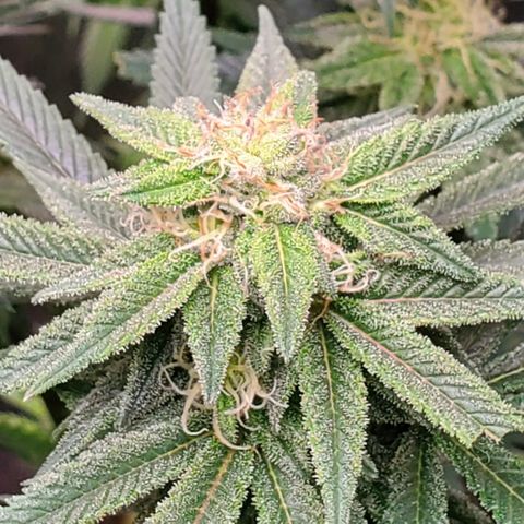 GSC1 growlog photo: Seed pods from APF pollen on close up pic?