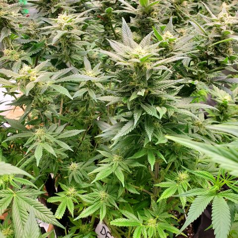 DF1 growlog timeline photo