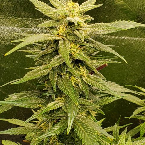 DF2 growlog timeline photo