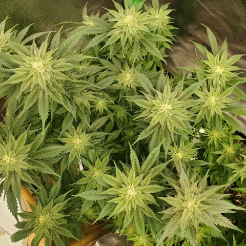 WW3 growlog timeline photo