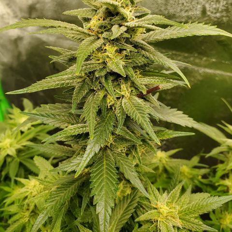 DF2 growlog timeline photo