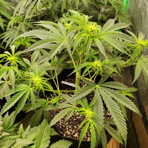 GCAuto2 growlog timeline photo