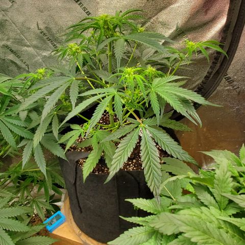 GCAuto2 growlog timeline photo