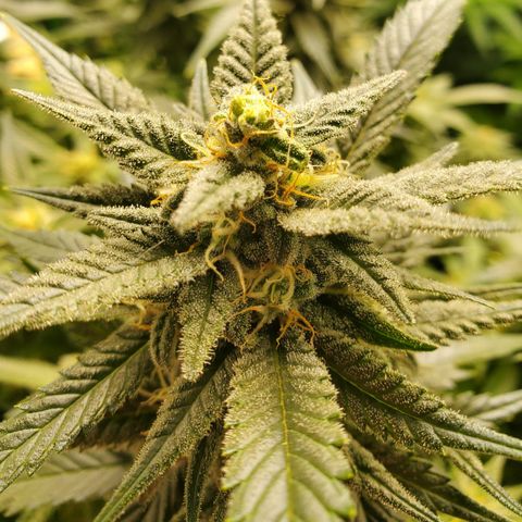 DF2 growlog timeline photo