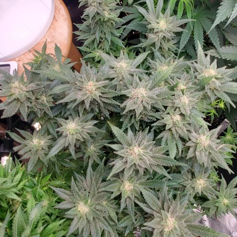 DF1 growlog timeline photo