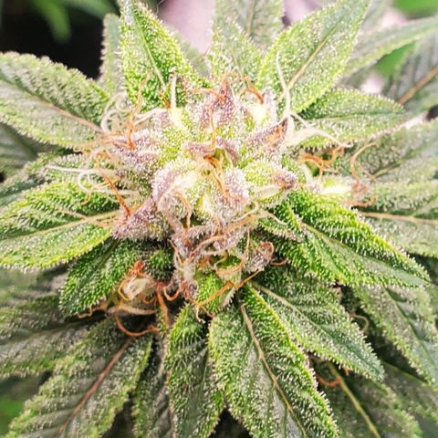 GSC1 growlog timeline photo