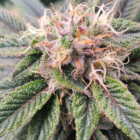 GSC1 growlog timeline photo