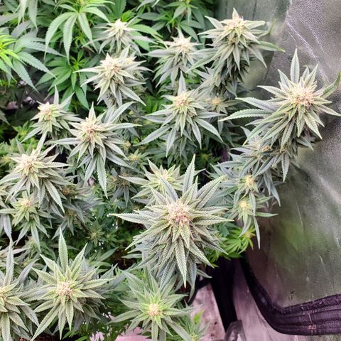 GSC1 growlog timeline photo