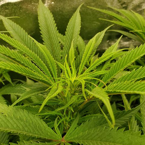 COS1 growlog timeline photo