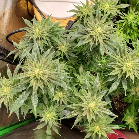 WW3 growlog timeline photo