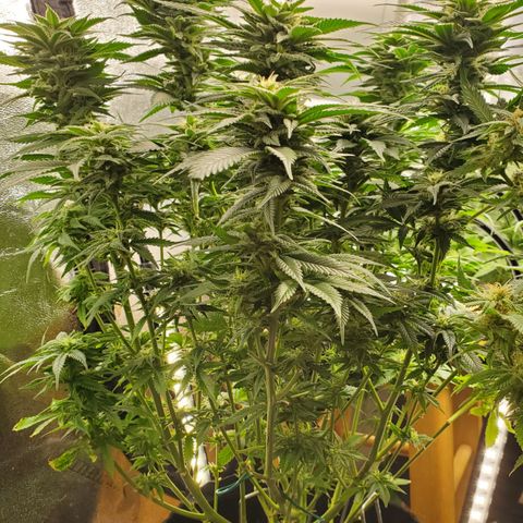 WW3 growlog timeline photo